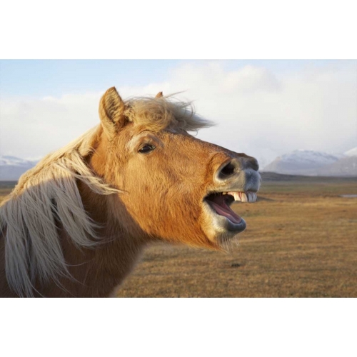 Iceland, Hofn Icelandic horse seems to laugh